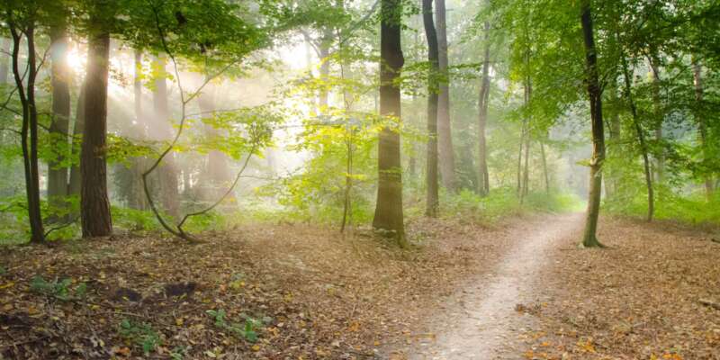 dry-leaves-forest-leaves-41102